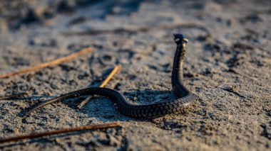 Çölde siyah beyaz kertenkele