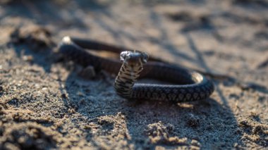 Kumda yılan