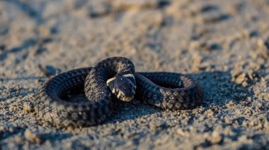 Kumdaki kara yılana yaklaş.