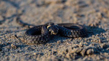 Yılan yerde, vahşi doğada