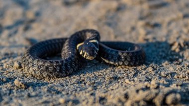 Kumda kara yılan