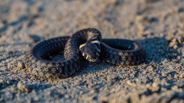 Bir kertenkeleye yaklaş.