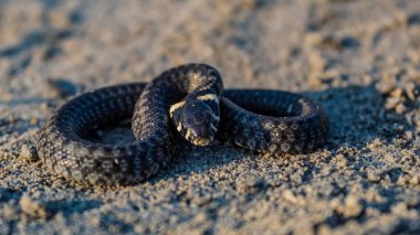 Hayvanlar, Hayvanlar, Doğa, Üra, Doğu Avrupa, Romanya