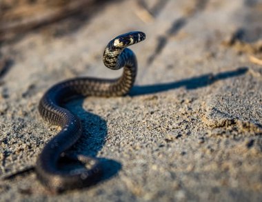 Siyah yılanı kapat, yerdeki siyah kumu.