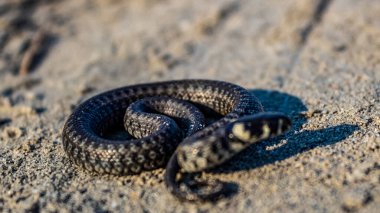 Hayvanlar, Hayvanlar, Doğa, Üra, Doğu Avrupa, Romanya