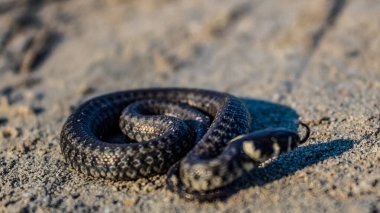 Siyah yılana yaklaş.