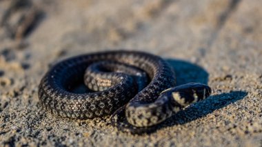 Kumda bir yılana yaklaş..