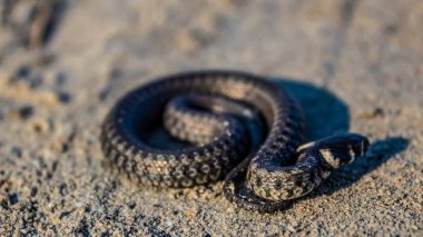 Kumda kara yılan