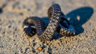 Yılan ağzı açık.