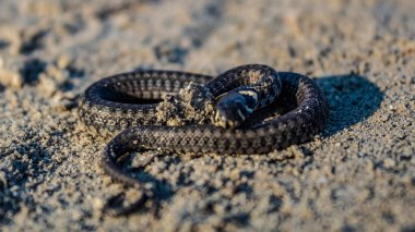 Kumda bir kertenkeleye yaklaş.
