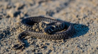 Kumdaki siyah kum yılanına yaklaş