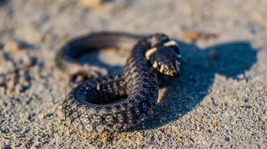 Kafasında bir yılan