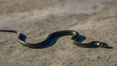 Bir yılan yerde sürünüyor..