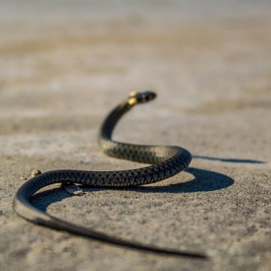 Siyah arka planda bir yılan