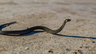 Kumda yılan