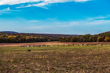 Ormanda bir ağacı olan güzel bir sonbahar manzarası