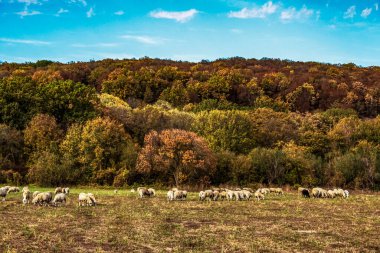 Koyunlar tarlada otluyor.