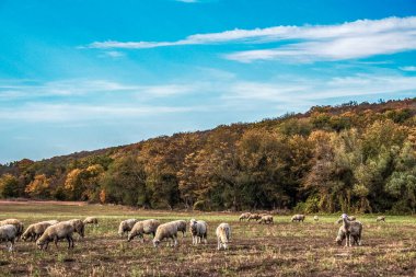 Çayır koyun sürüsü