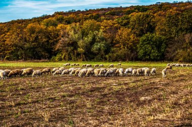 Koyun ve inekler çayırda otluyor..