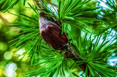 Yeşil yapraklı bir ağacın yakın çekimi.