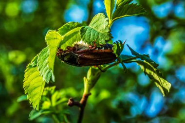 Güzel botanik fotoğrafı, doğal duvar kağıdı.