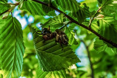 Ağacın dallarındaki arılar