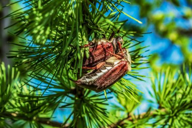 Yeşil çam dallı güzel doğa kompozisyonu