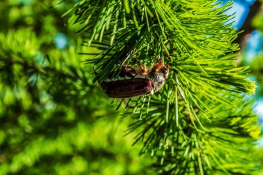 Ağaç dalında çam kozalağı