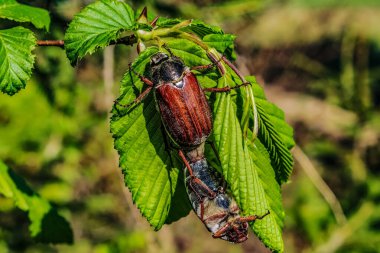 Tarladaki yaprağın üzerinde bir böceğin yakın çekimi.