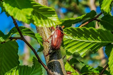 Ağaçtaki kırmızı çekirge.