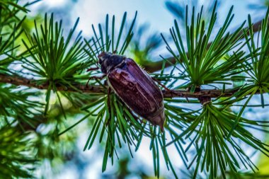 Bir ağaç dalında asılı duran çam kozalağının yakın plan fotoğrafı.