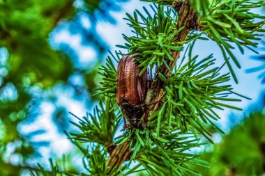 Çam kozalakları ve ladin dalları