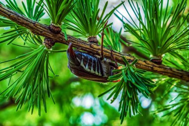 Yeşil arkaplanı olan bir çam dalına yakın.