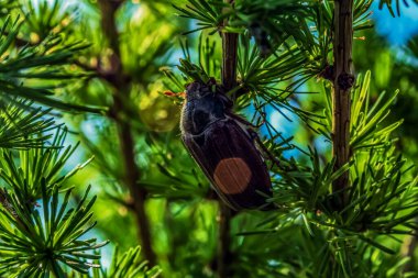 Küçük bir kelebeği olan güzel kahverengi gözlü bir ağacın yakın çekimi.