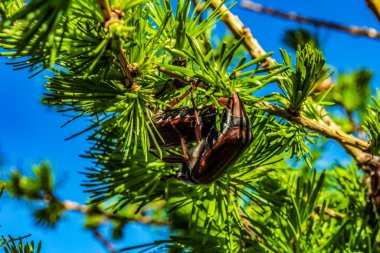 bir ağacın yeşil yaprakları