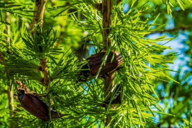 Ağaçtaki çam kozalakları
