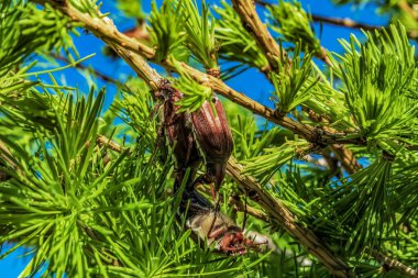 Çam kozalağında genç bir kozalak.