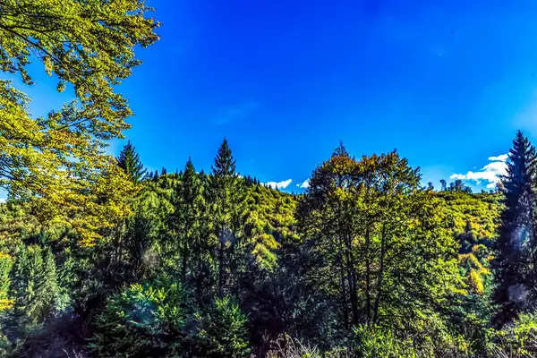 Mavi gökyüzü olan güzel bir orman