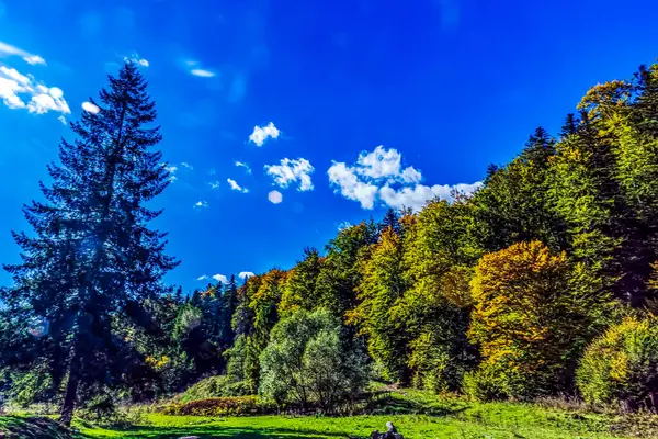 Parkta sonbahar manzarası