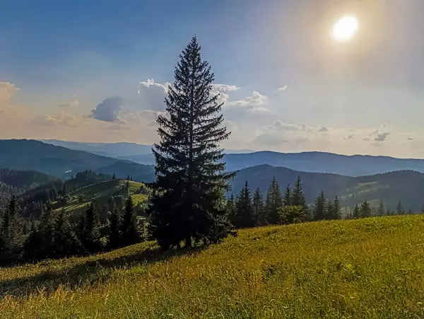 Akşamları Karpatlar 'daki bir ağacın dikey görüntüsü.