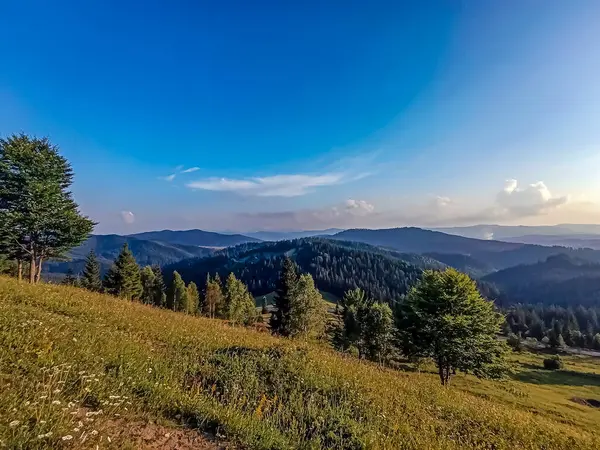 Güneşli bir günde yeşil bir ormanın güzel manzarası.