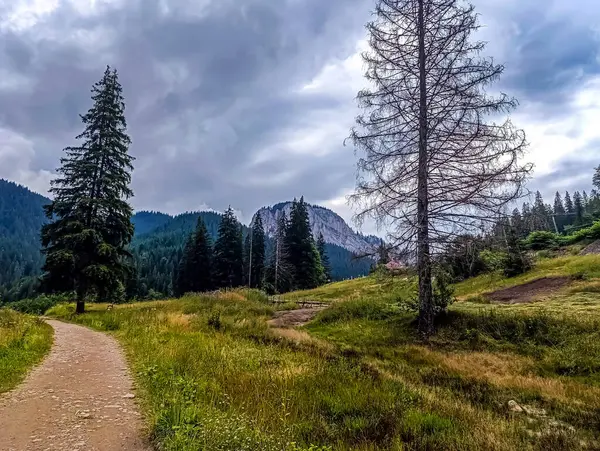 Ağaçlı ve ormanlı güzel dağ manzarası