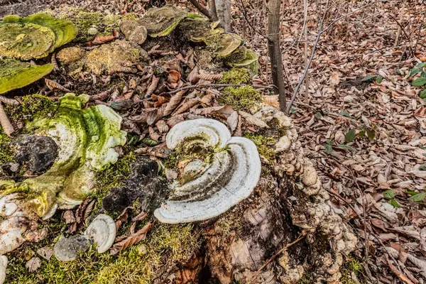 Bir sürü beyaz ve siyah mantarlı eski tahta..