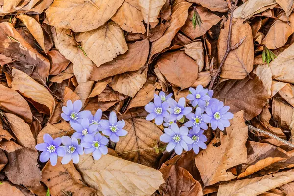 Beyaz arkaplanda mavi çiçekler