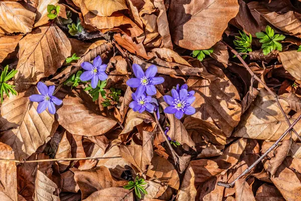 Ormandaki ilk bahar kardelenleri
