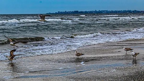 Martı denizin üzerinde uçuyor.