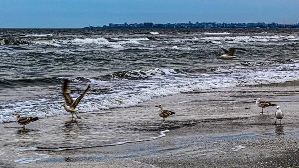Odessa, Ukrayna 'da Karadeniz' deki martılar.
