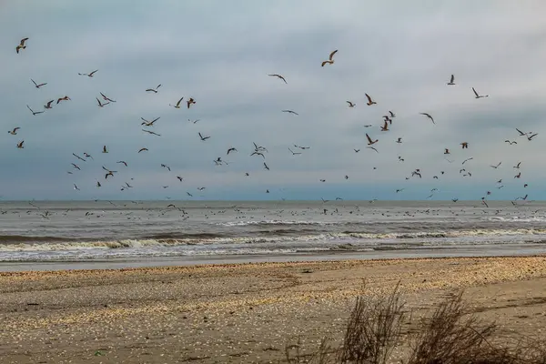 Baltık denizinde martılar