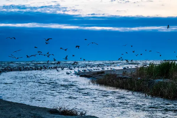 Martılar Baltık Denizi üzerinde uçuyor