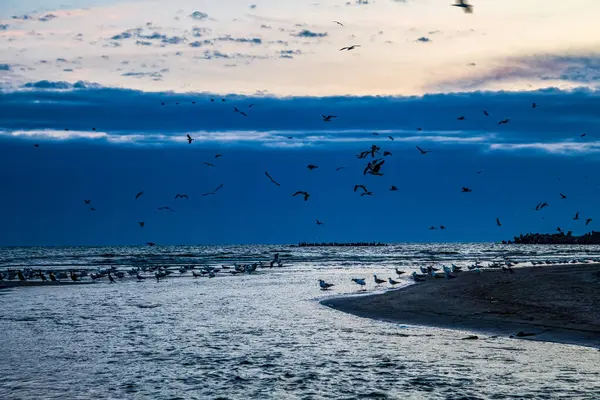 Martılar denizin üzerinde uçuyor.